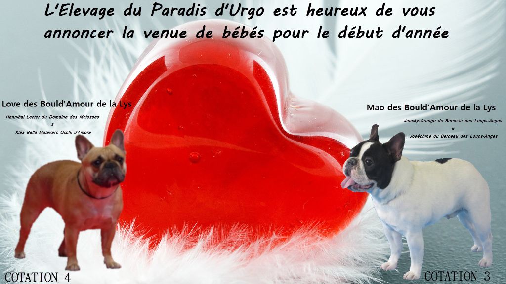 Du Paradis d'Urgo - Love des Bould'amour de la lys GESTANTE